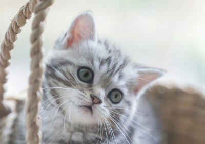 cute kitten